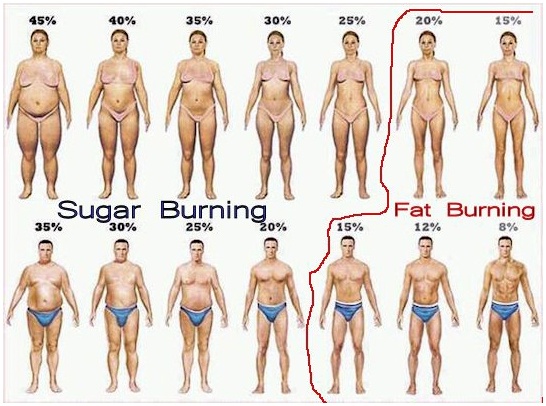 Body Fat % main image